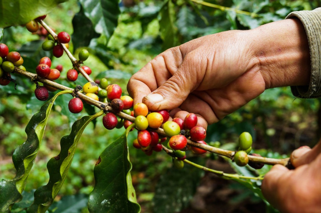 A person picking coffee fruits from the tree