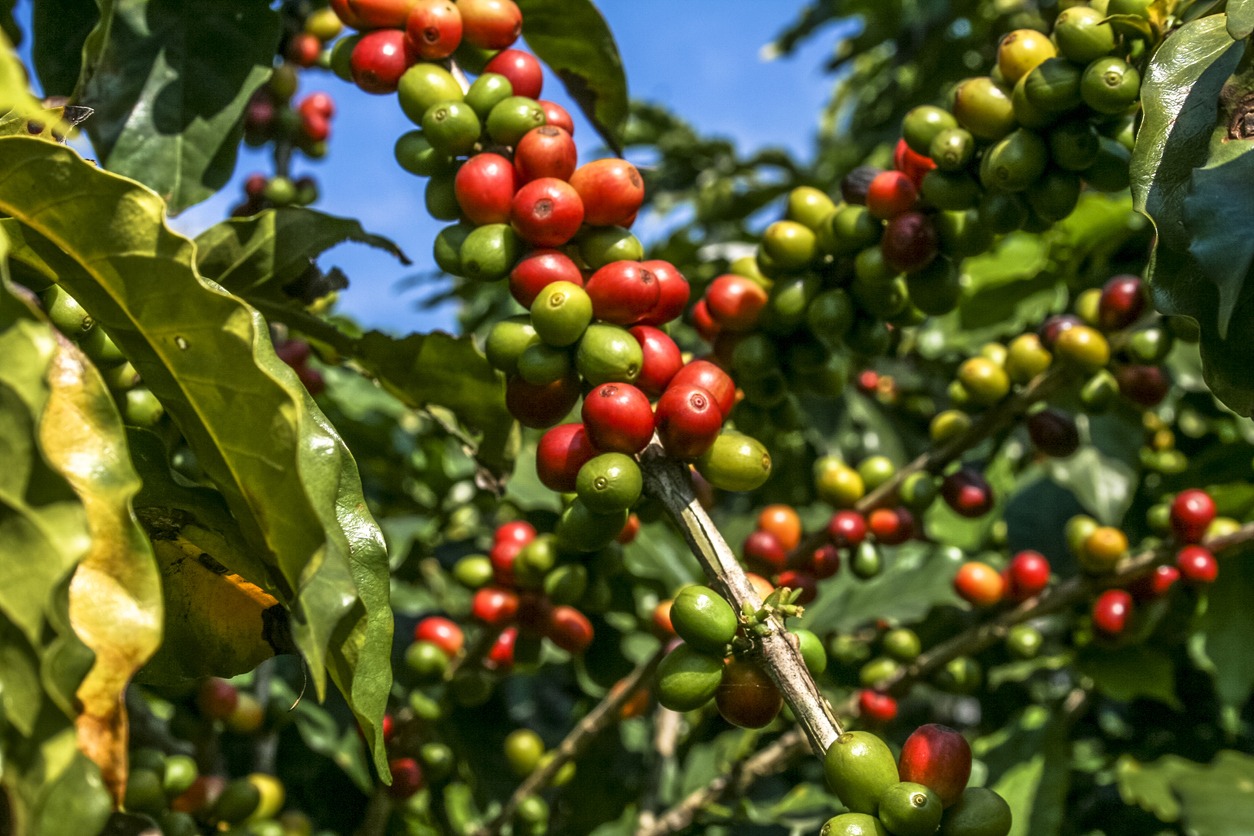 Coffee berries on a coffee tree