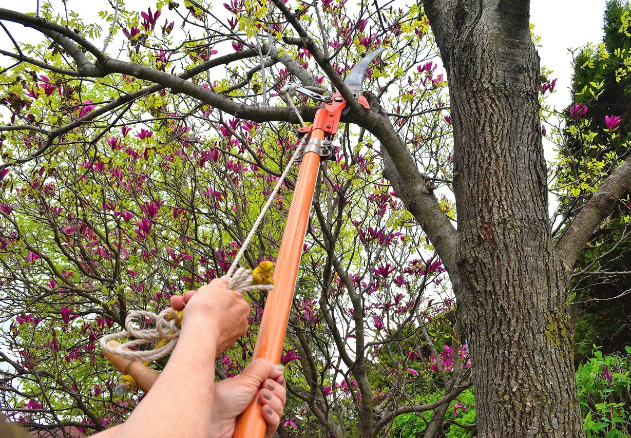 Pole saw cutting tree branch