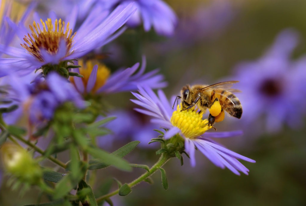 A bee landing on an aster flower