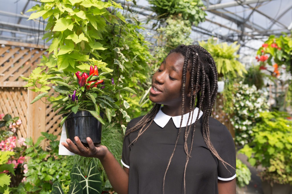 A woman selecting perennial plants