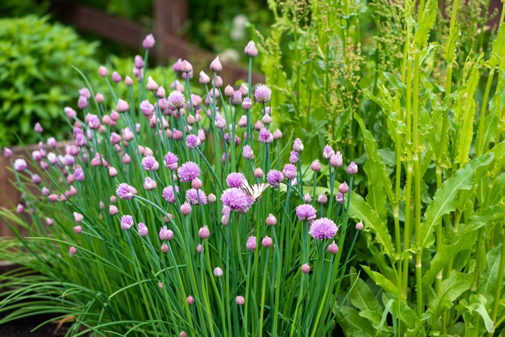 Chives growing in a garden