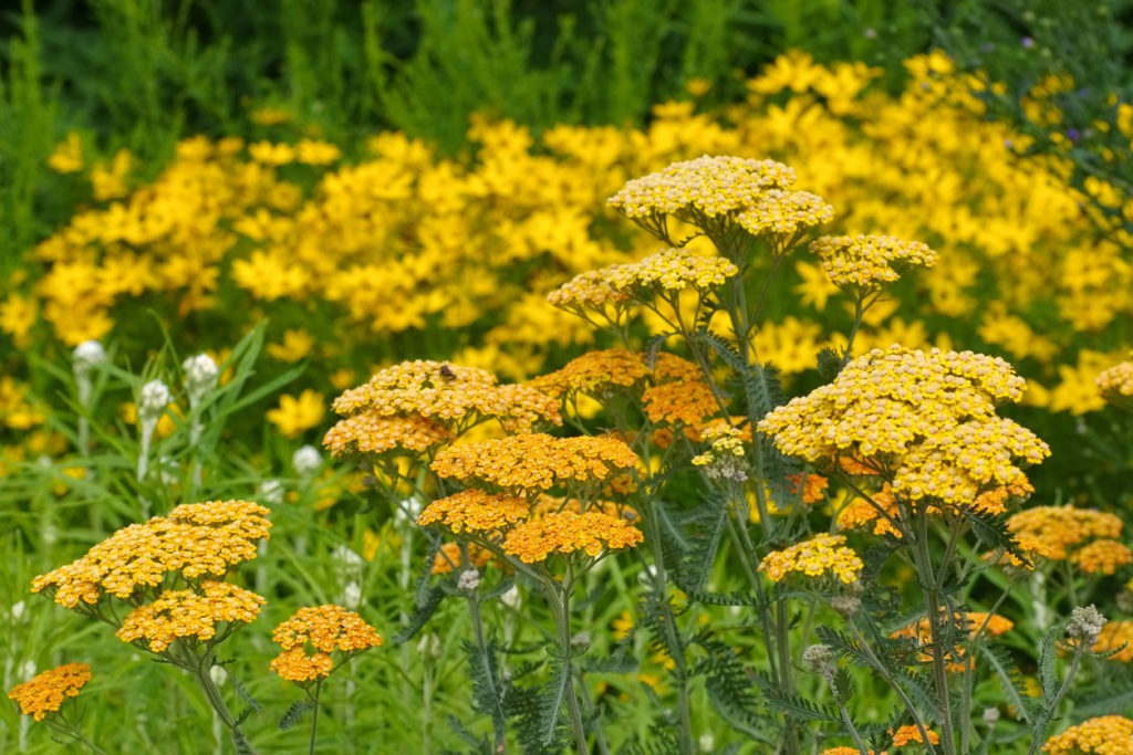 Yellow yarrow growing in the ground