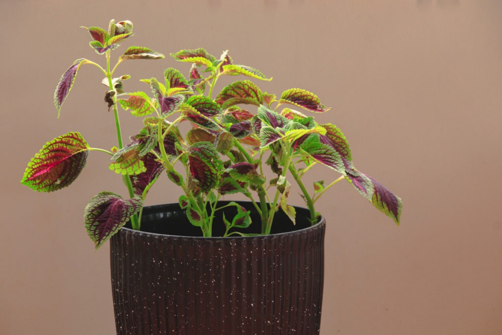 Coleus plants or Mayana in a pot