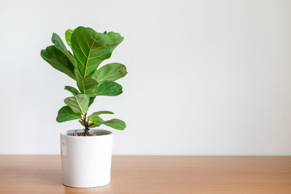 Fiddle-Leaf Fig Tree in white pot on wooden table