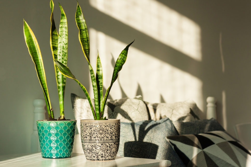 Snake plant in ceramic pots on a white table