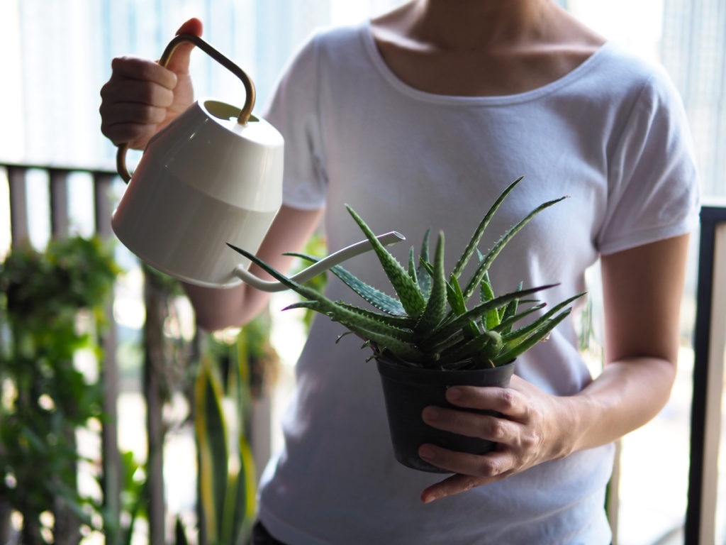 woman plant Aloe vera cactus succulent garden watering can hobby lifestyle art tree green houseplant home leisure selective focus