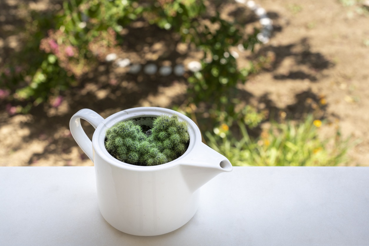 Cactus-in-a-teapot