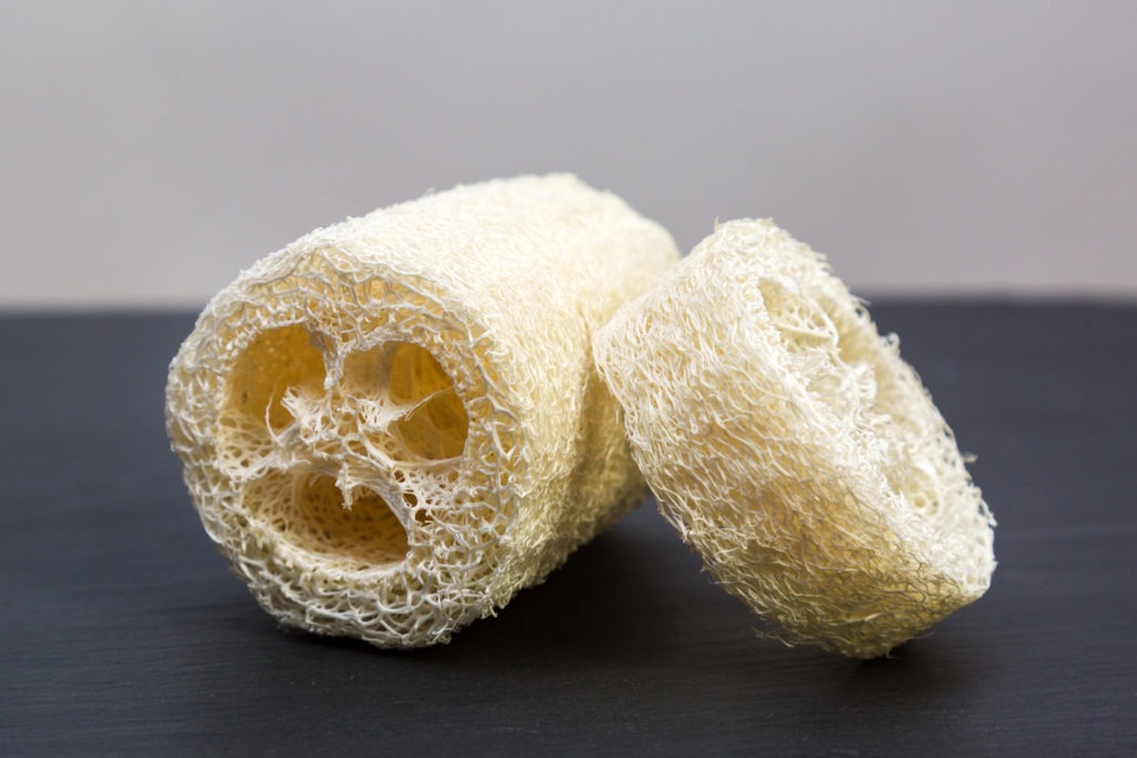 two natural loofah of different size