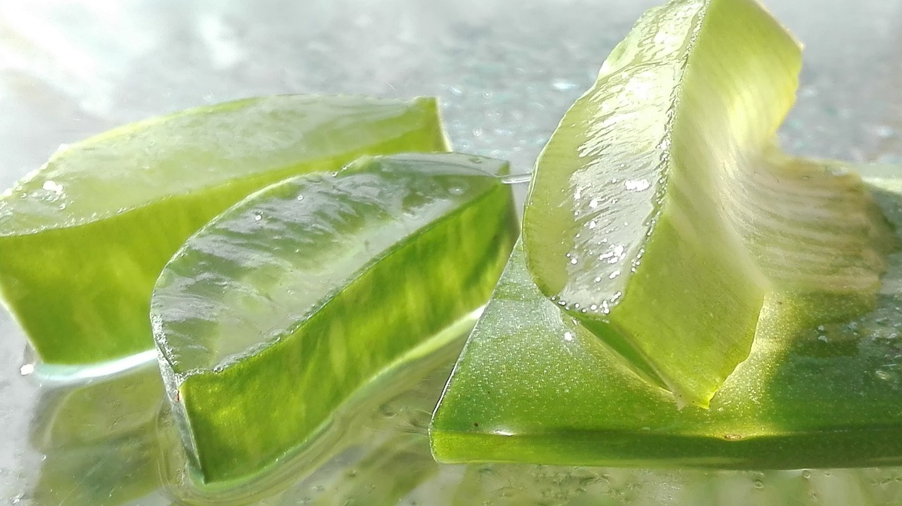 aloe vera leaves with gel