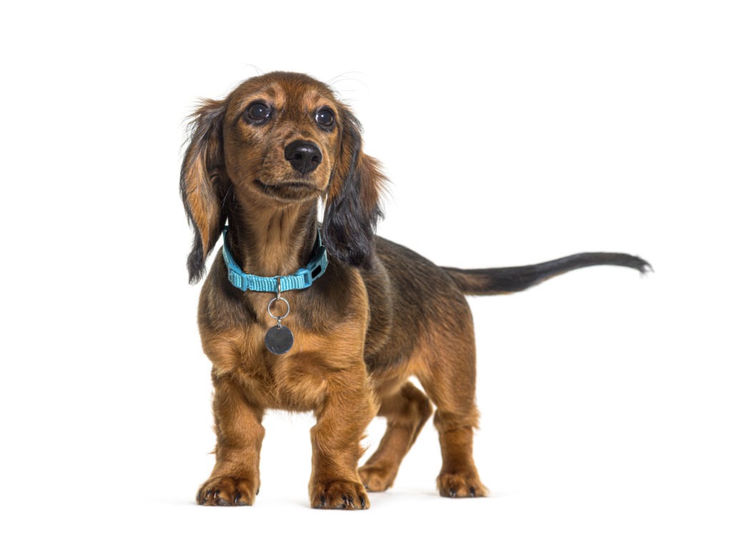 Dog-Collar-Dog-Wearing-Collar-scaled