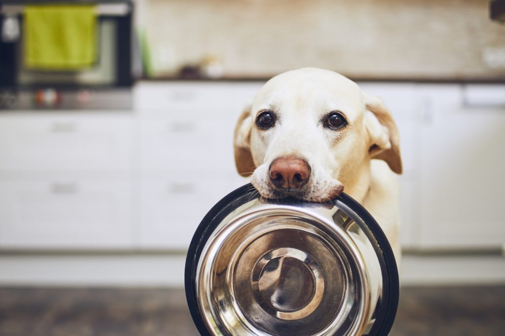 Dog-Food-Bowl-Dog-Holding-Food-Bowl-scaled.