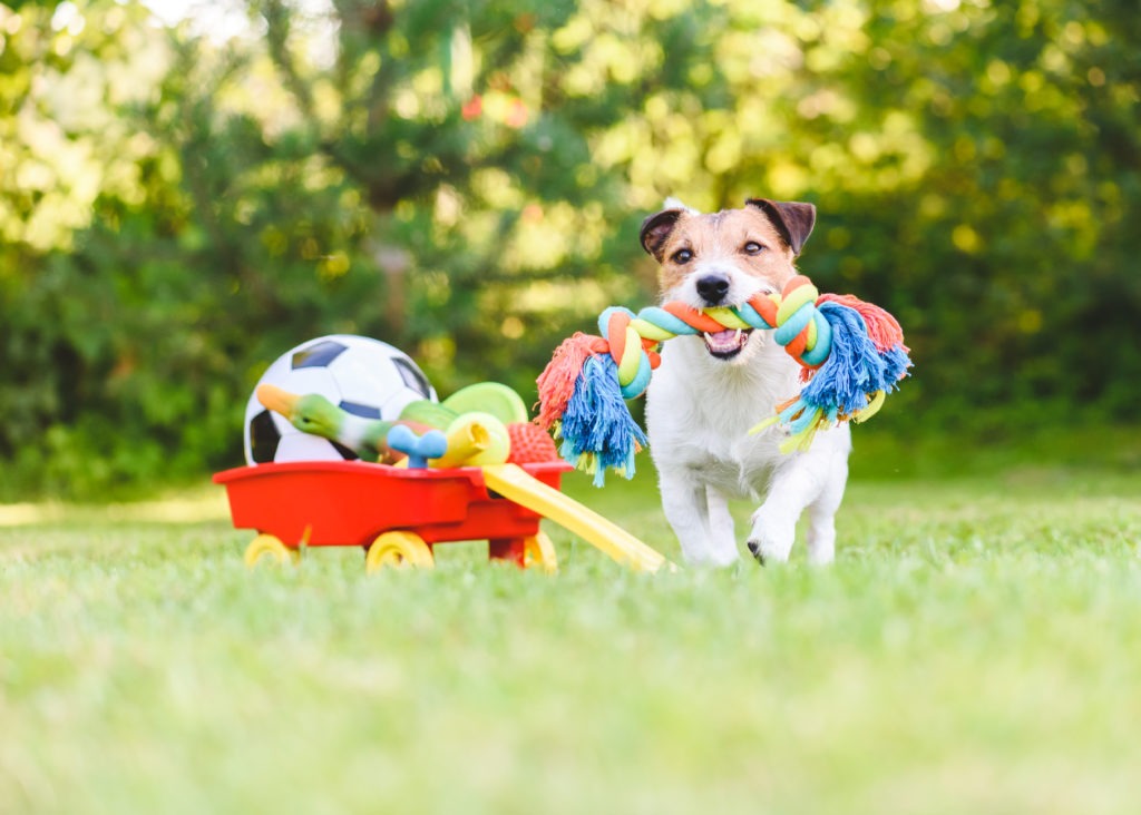 Dog-Toys-Dog-with-Pet-Toys-Pet-Toys-in-Cart-scaled