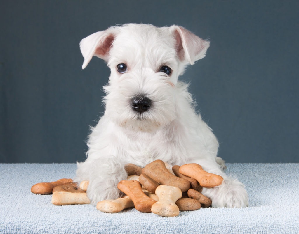 Puppy-Food-Puppy-with-Food-Puppy-with-Biscuits-scaled