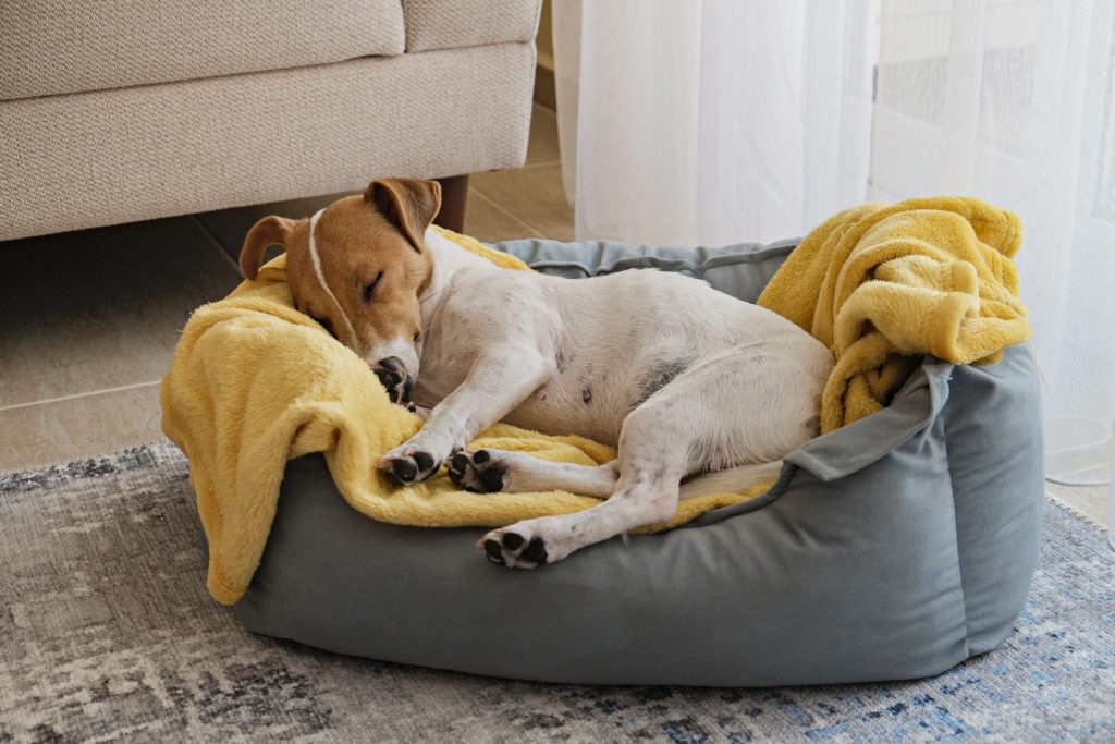 Sleeping-Beds-for-Dog-Sleeping-Dog-in-Bed-Dog-Resting-in-Bed-scaled