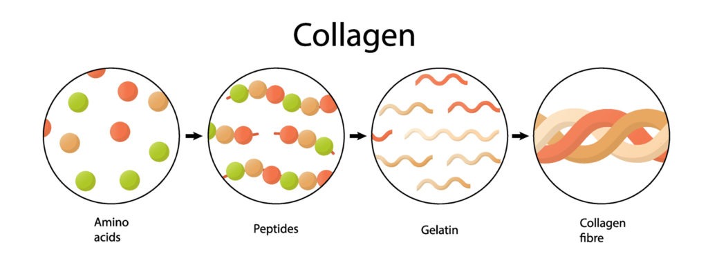 Amino acids, peptides, collagen. medical illustration in cartoon style