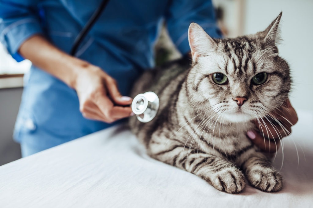Cropped image of beautiful female doctor veterinarian with stethoscope is examining cute grey cat at vet clinic