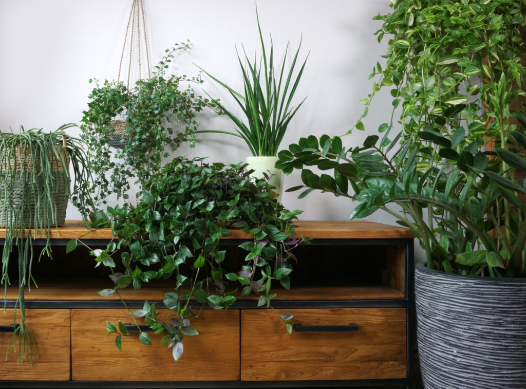 Indoor plants, Different indoor plants