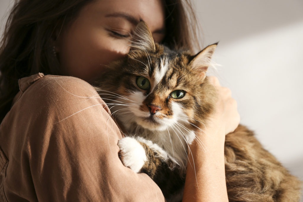 Portrait of young woman holding cute siberian cat with green eyes. Female hugging her cute long hair kitty. Background, copy space, close up. Adorable domestic pet concept