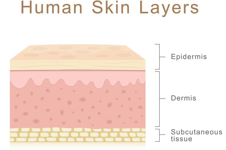 Illustration of the three main layers of the human skin