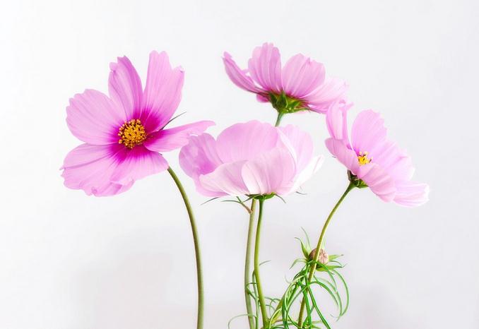 4-pink-flowers-with-white-background