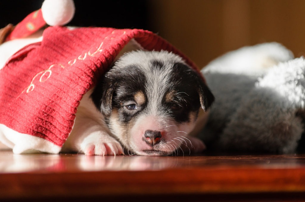 A small puppy, Jack Russell Terrier, opened his eyes for the first time and sees the world on the eyes. The dog is lying on a soft towel.