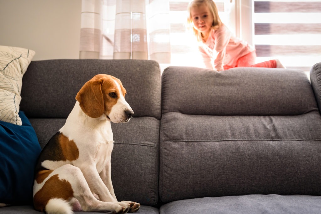 Beagle dog with 2 year old girl on a couch. bright background