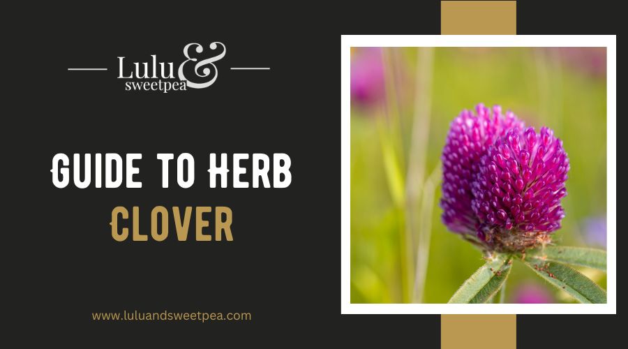 Guide to Herb Clover