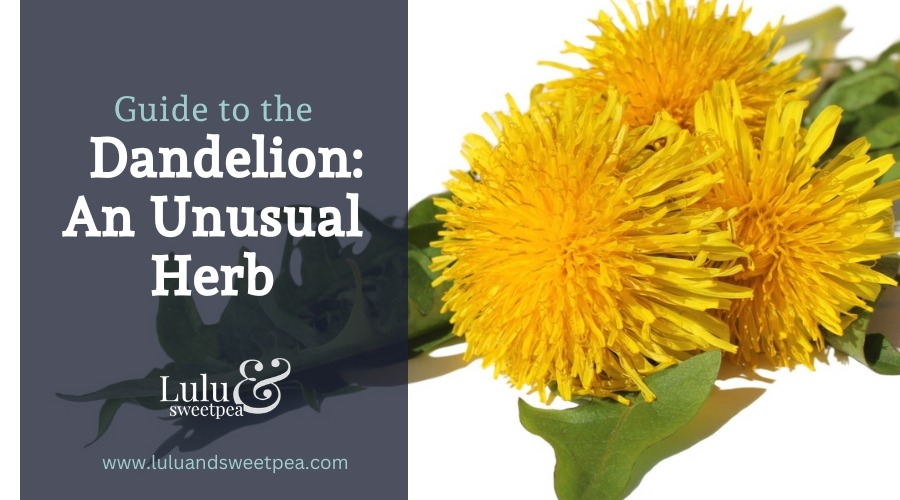 Guide to the Dandelion An Unusual Herb