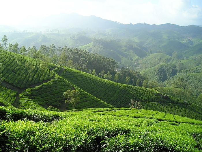 Indian-Tea-plantation