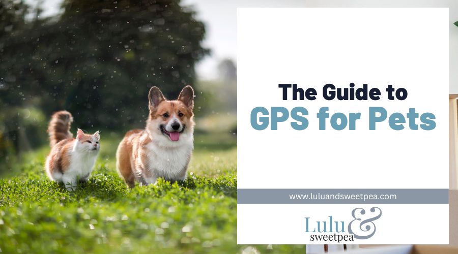 The Guide to GPS for Pets