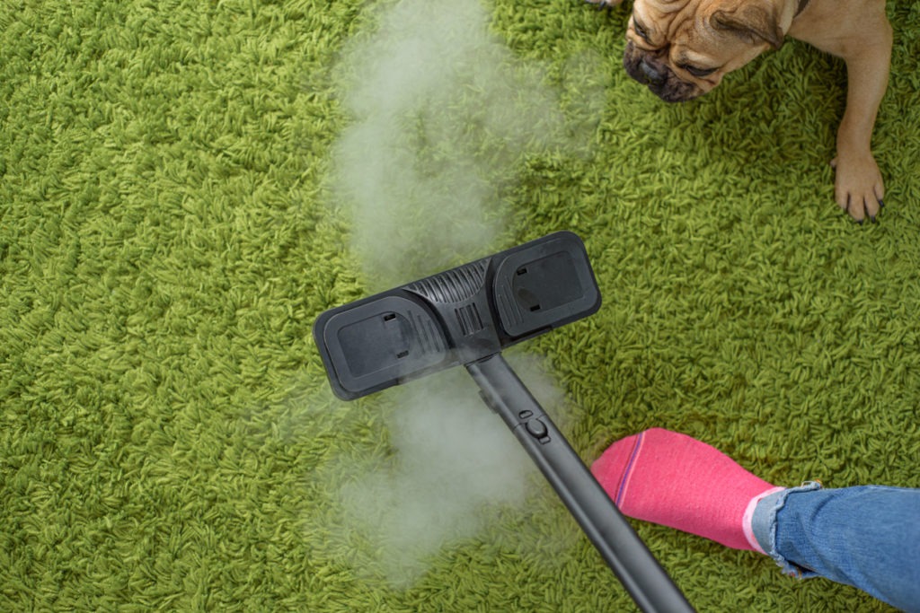Woman cleaning green carpet from pet hair