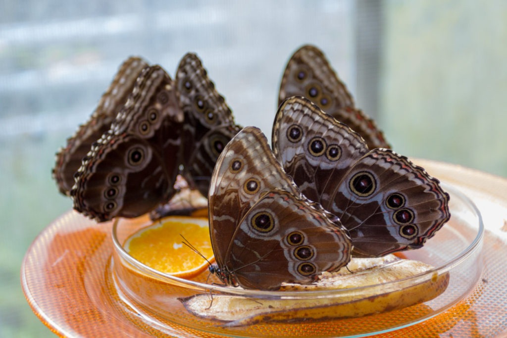 Butterflies with brown wings eating fruits