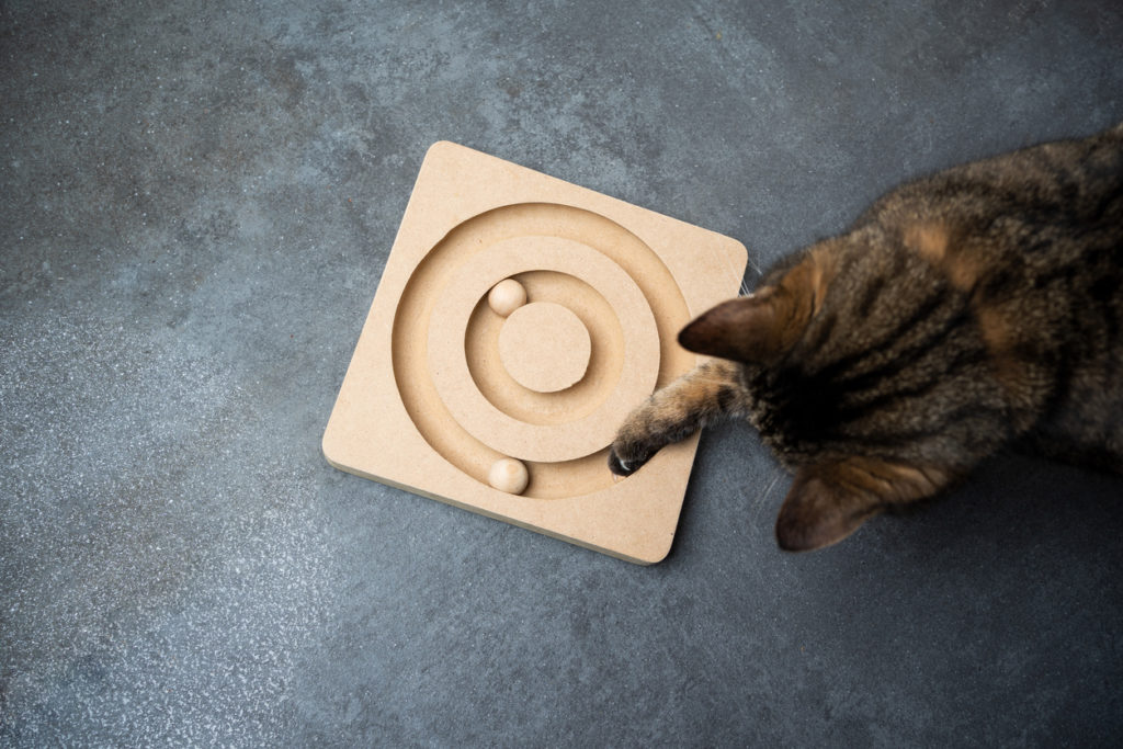 Top view of a curious tabby cat playing with wooden cat's toy on the floor with copy space