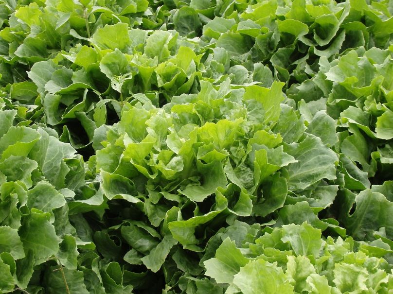 endive-salad-lettuce-green-salad