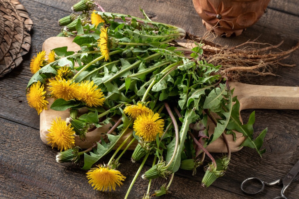 fresh-dandelions-with-roots