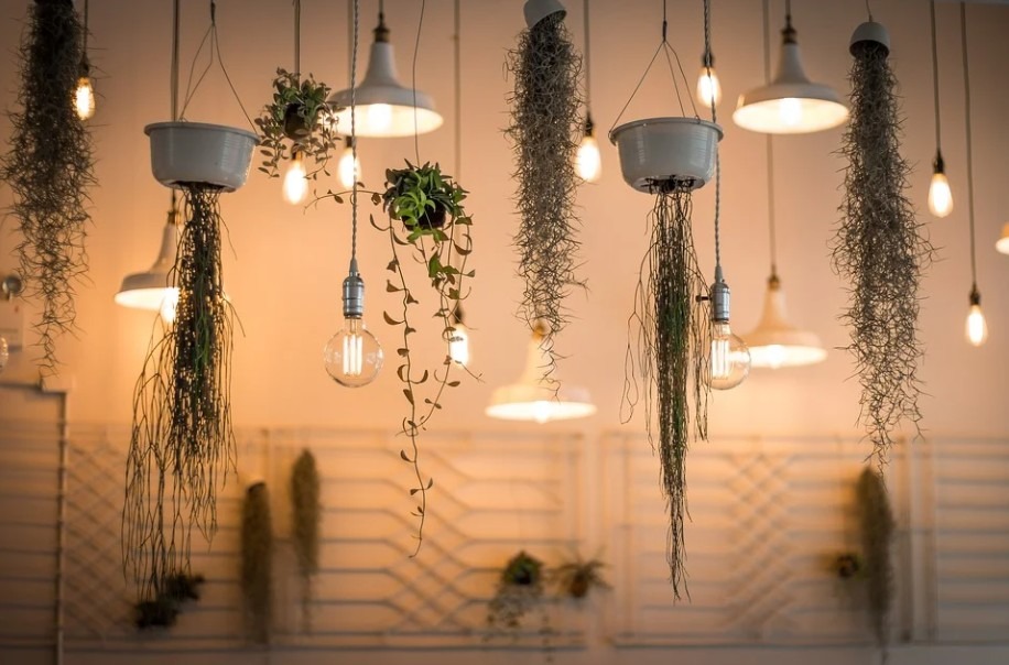 hanging-plants-and-lights
