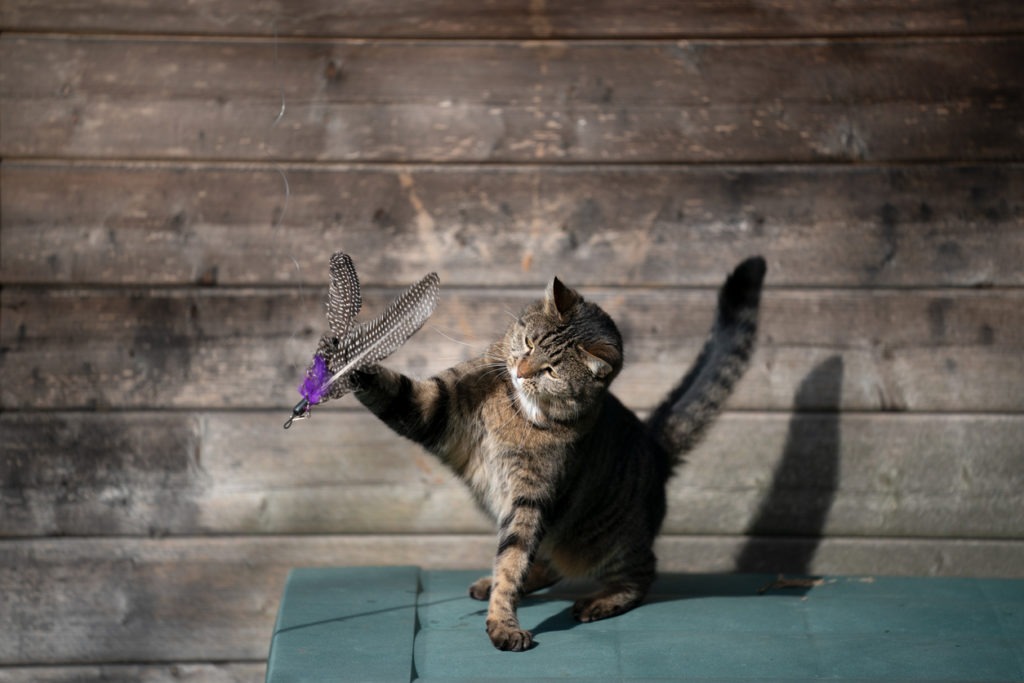 Tabby domestic shorthair cat playing with feather toy outdoors in sunlight