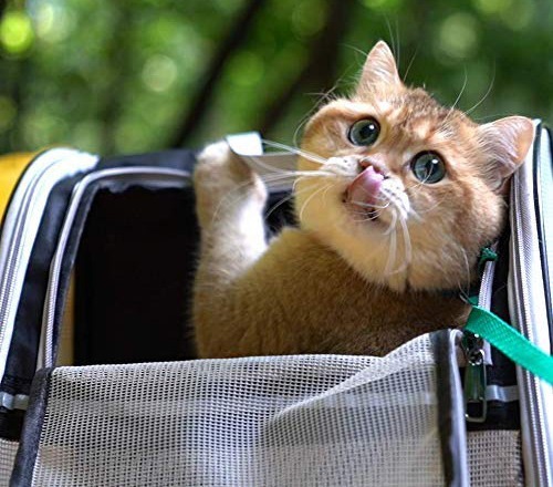 A-comfortable-cat-carrier-backpack-keeps-your-cat-happy