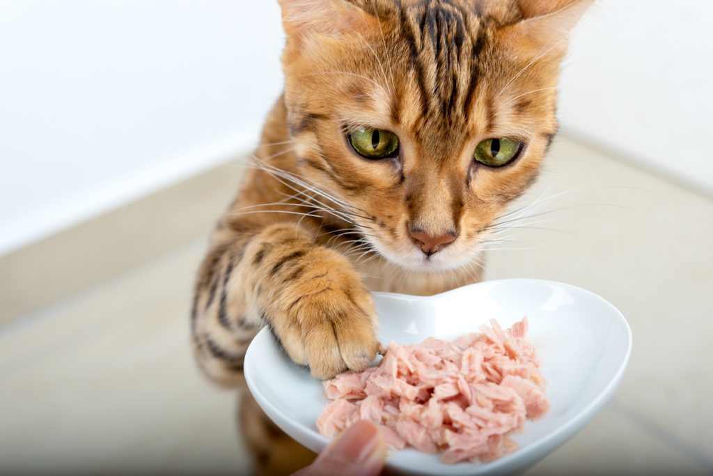 A hungry Bengal cat reaches for food with its paw