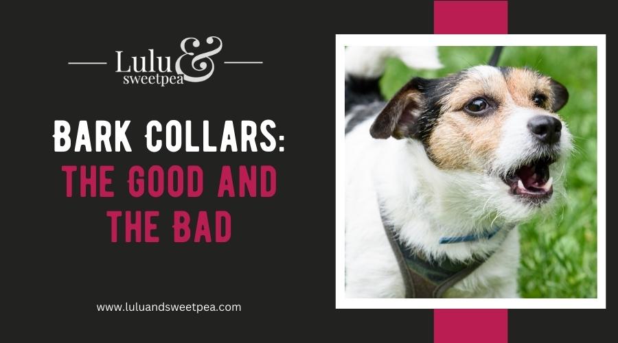 Bark Collars: the Good and the Bad