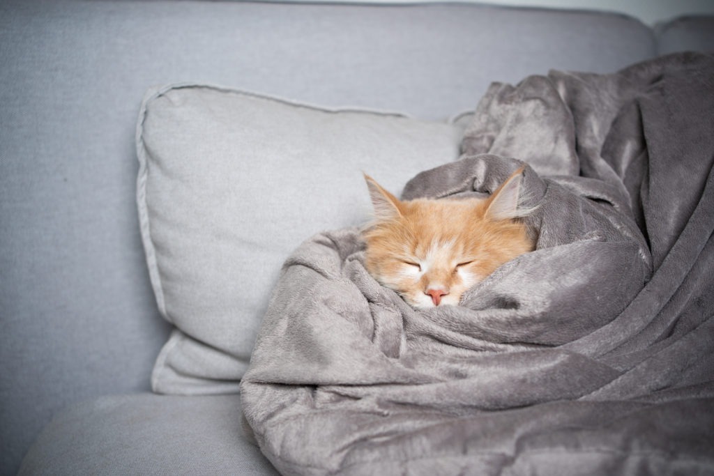 Cat-sleeping-in-Faux-fur-throw-blankets