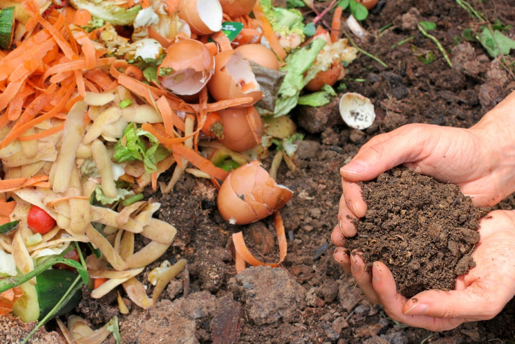 Composted earth with eggshells and vegetable peels