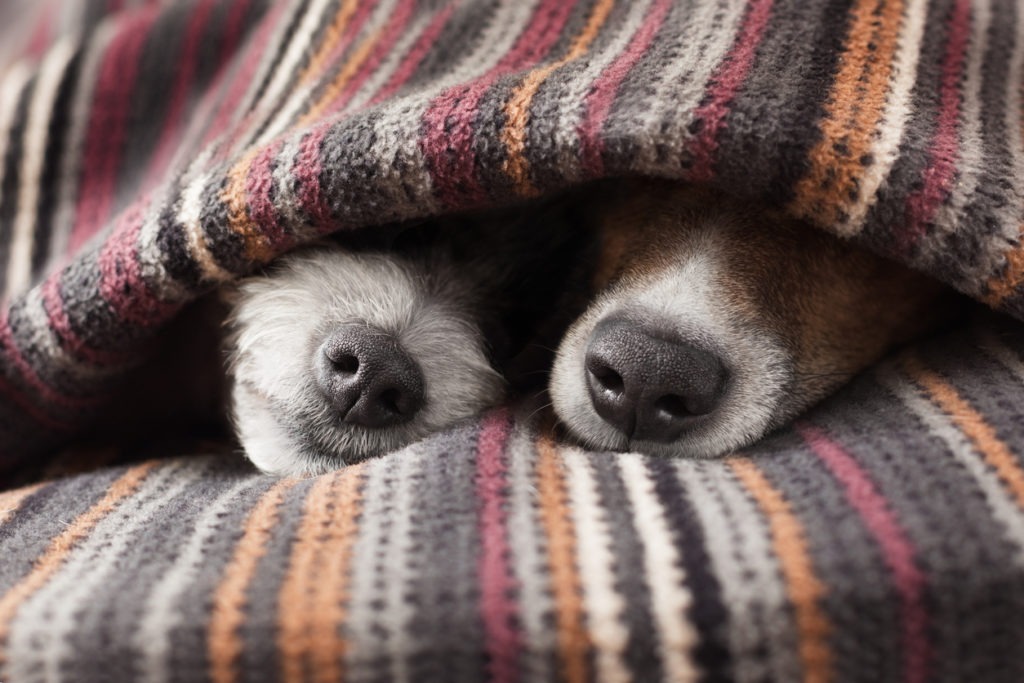 Couple of dogs in love sleeping together under the blanket in bed.