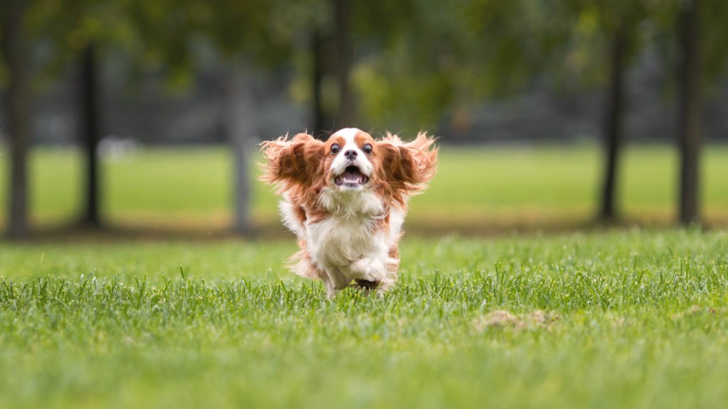 Funny young cavalier king charles spaniel dog running and jumping on green grass at nature.