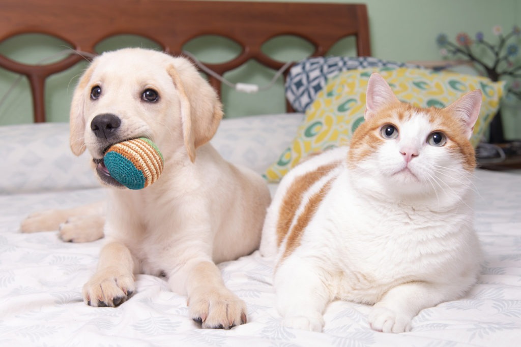 Gorgeous yellow labrador retriever puppy with his friend, Oso the cat