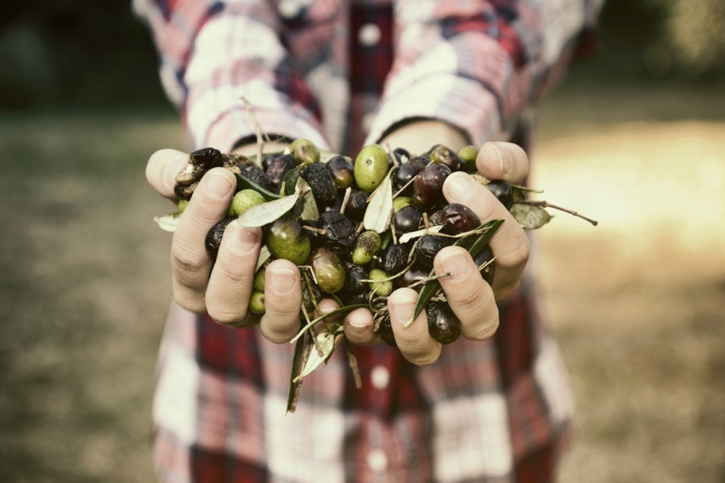 Hands holding olives.