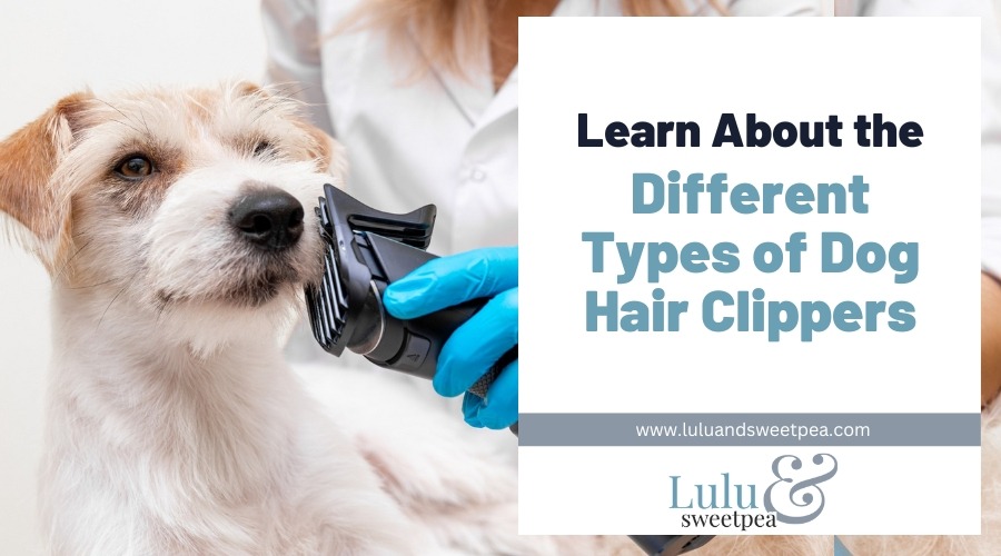 Learn About the Different Types of Dog Hair Clippers