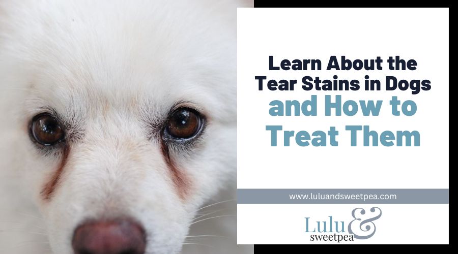 Learn About the Tear Stains in Dogs and How to Treat Them