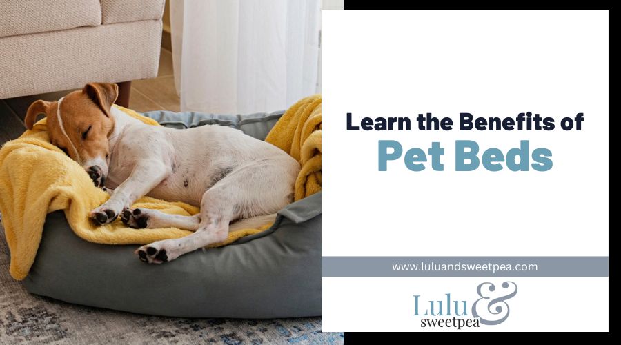 Learn the Benefits of Pet Beds
